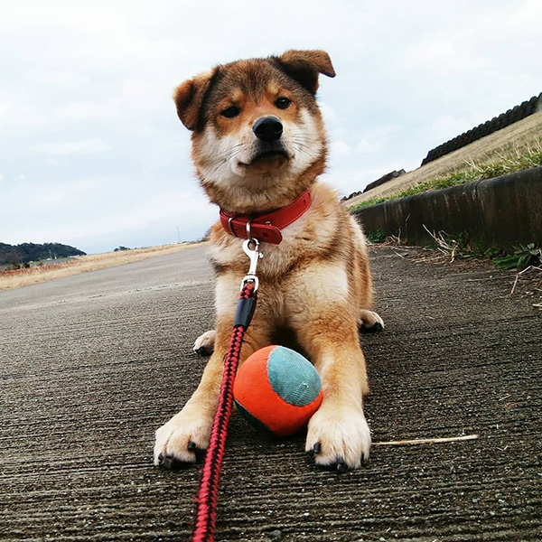 ミックス犬のあけびちゃん